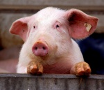 В Турковском районе зафиксирована вспышка африканской чумы свиней