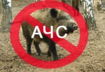 С начала года на территории области зафиксирован четвертый очаг африканской чумы свиней (АЧС)