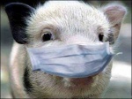 ВНИМАНИЕ! Африканская чума свиней (АЧС)
