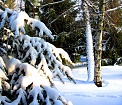 Зима природа